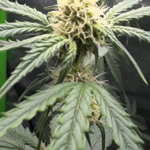 Runtz Auto growlog timeline photo