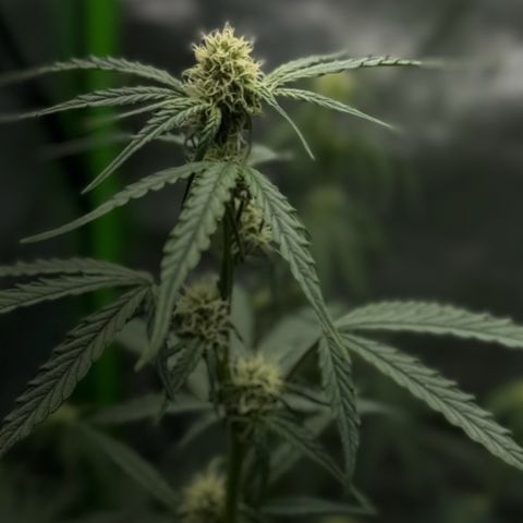 Runtz Auto growlog timeline photo