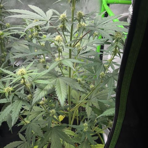 Runtz Auto growlog timeline photo