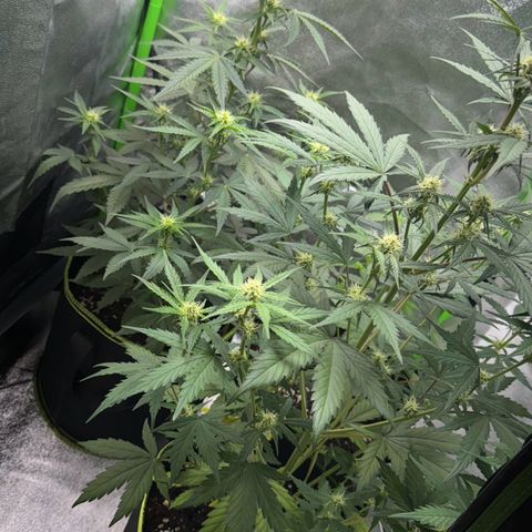 Runtz Auto growlog timeline photo