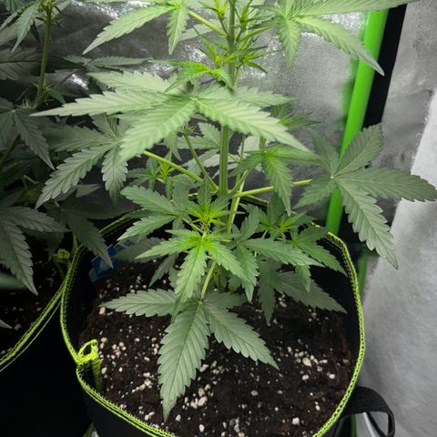 Fruit Punch Auto growlog photo