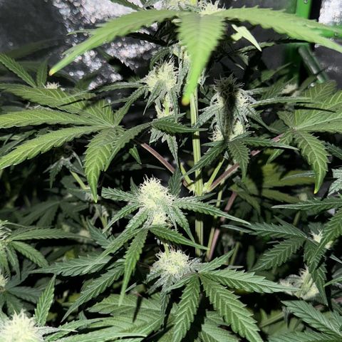 Runtz Auto growlog timeline photo
