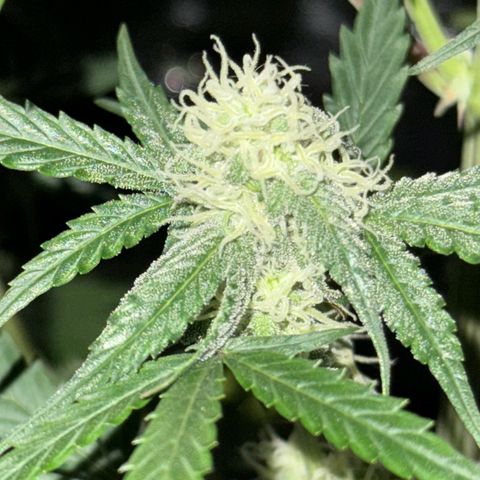 Runtz Auto growlog timeline photo