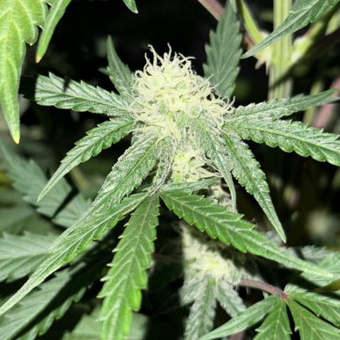 Runtz Auto growlog timeline photo