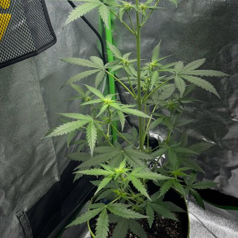 Fruit Punch Auto growlog timeline photo