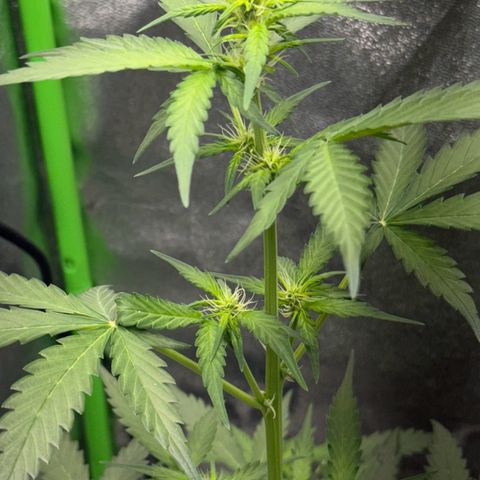 Fruit Punch Auto growlog photo