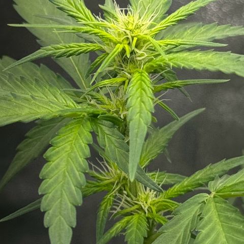 Fruit Punch Auto growlog timeline photo