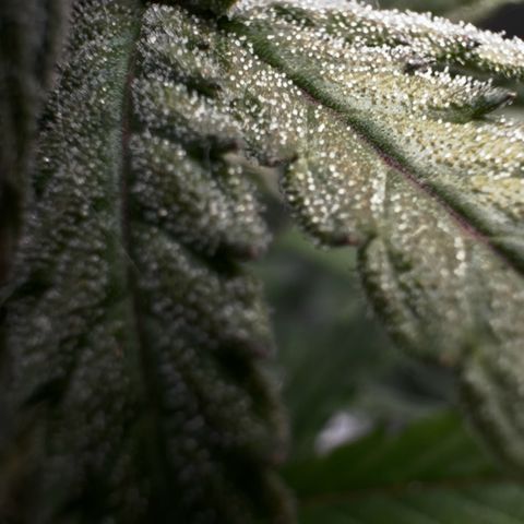 Runtz Auto growlog timeline photo