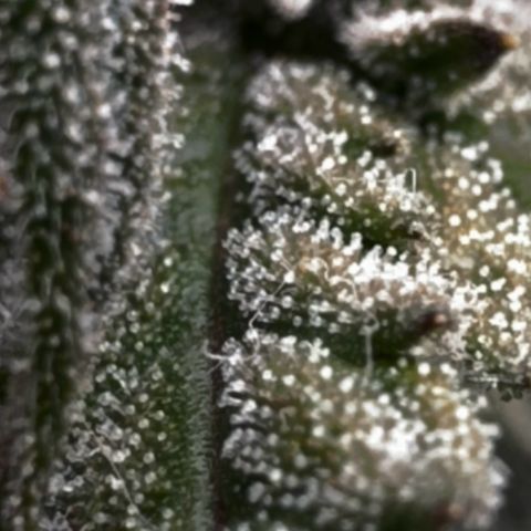 Runtz Auto growlog timeline photo