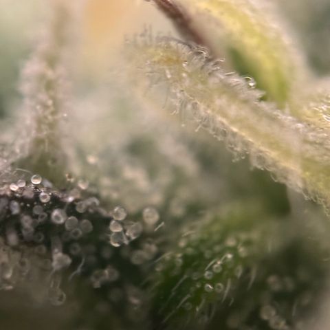 Runtz Auto growlog timeline photo