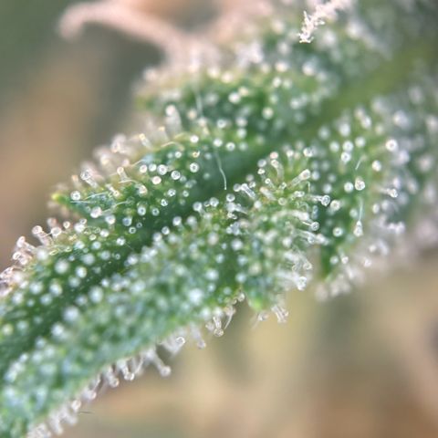Runtz Auto growlog timeline photo