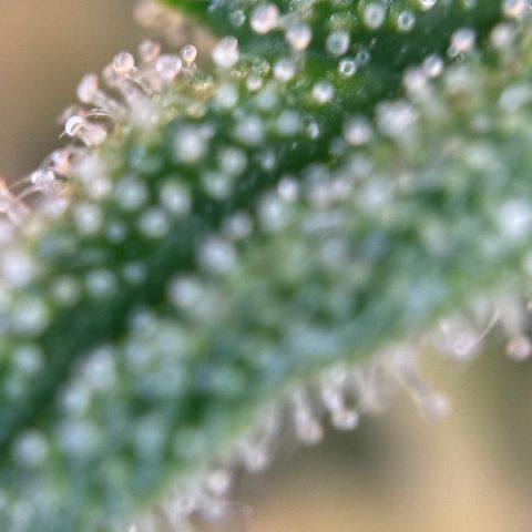 Runtz Auto growlog timeline photo