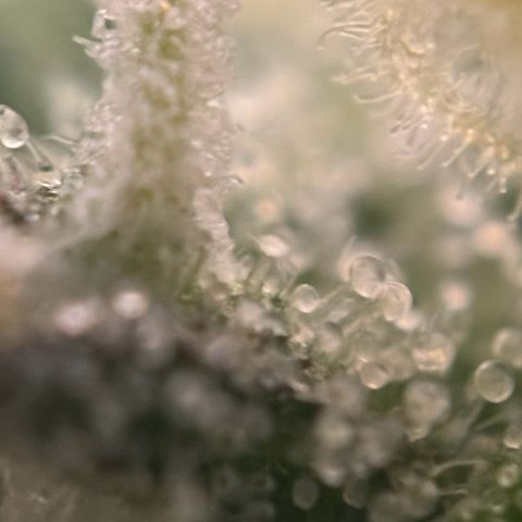 Runtz Auto growlog timeline photo