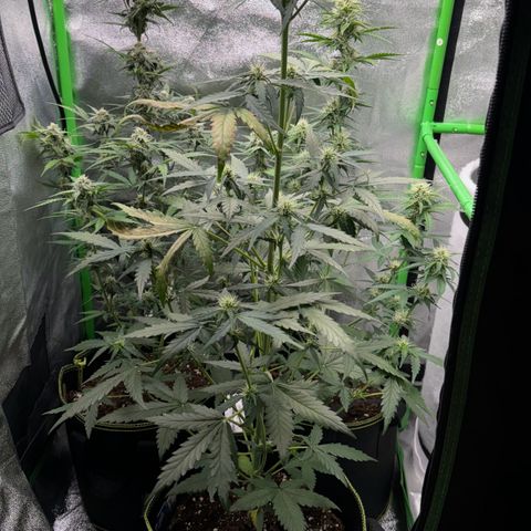 Fruit Punch Auto growlog timeline photo