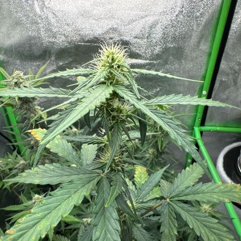 Fruit Punch Auto growlog timeline photo