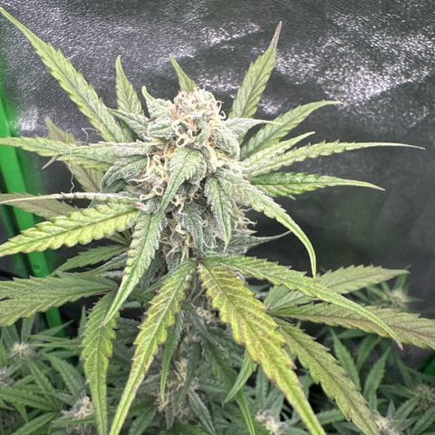 Runtz Auto growlog timeline photo