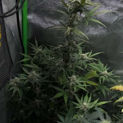 Runtz Auto growlog timeline photo