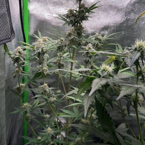 Runtz Auto growlog timeline photo