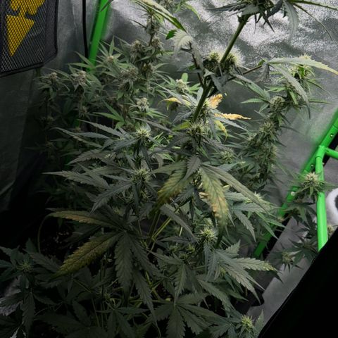 Fruit Punch Auto growlog timeline photo