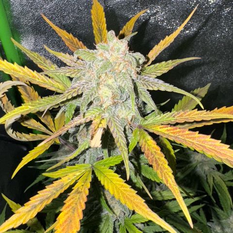 Runtz Auto growlog timeline photo