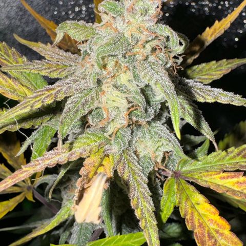 Runtz Auto growlog timeline photo