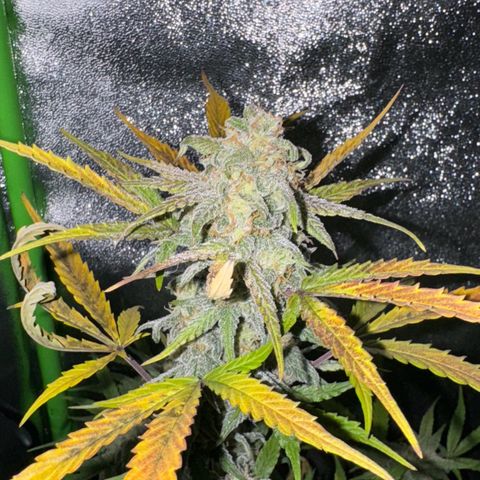 Runtz Auto growlog timeline photo