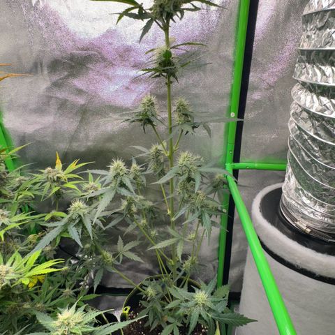 Fruit Punch Auto growlog timeline photo