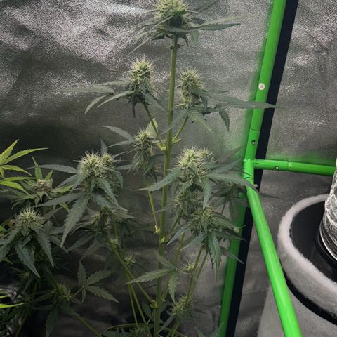 Fruit Punch Auto growlog timeline photo
