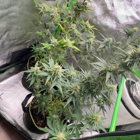 Runtz Auto growlog timeline photo