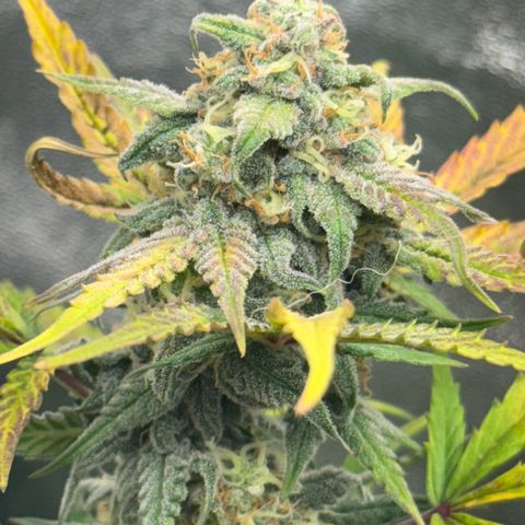 Runtz Auto growlog timeline photo