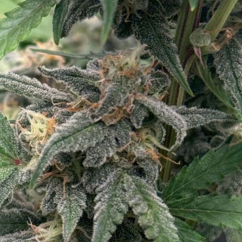 Runtz Auto growlog timeline photo