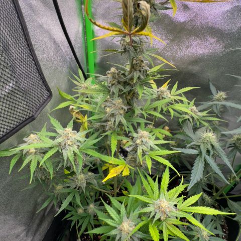 Runtz Auto growlog timeline photo