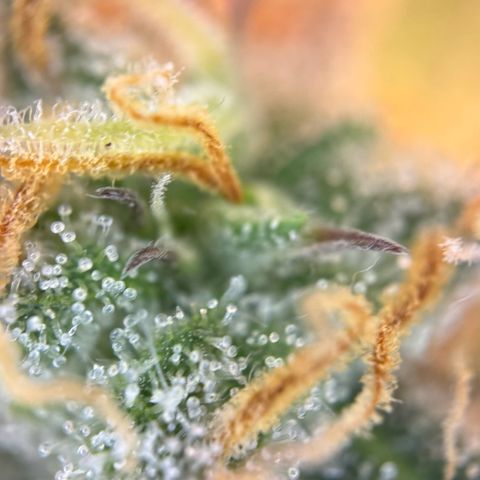 Runtz Auto growlog timeline photo