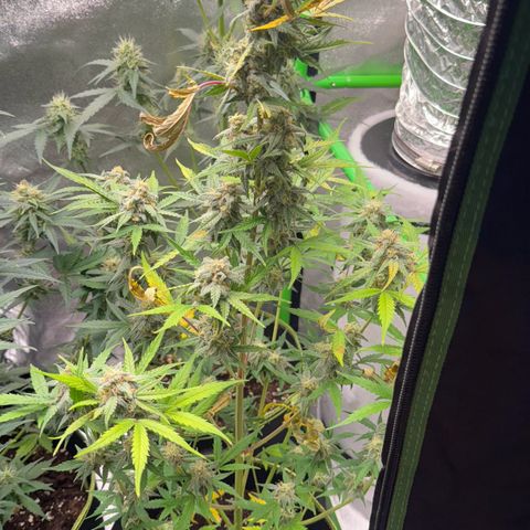 Runtz Auto growlog timeline photo