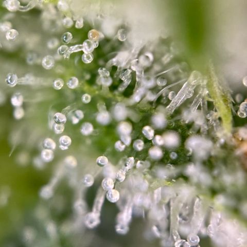 Runtz Auto growlog timeline photo