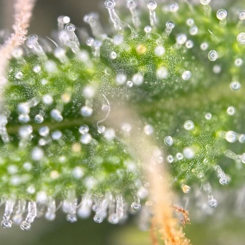 Runtz Auto growlog timeline photo