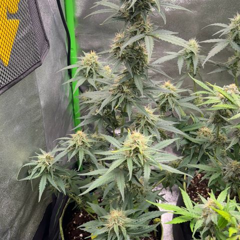 Runtz Auto growlog timeline photo