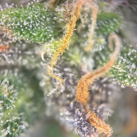 Runtz Auto growlog timeline photo