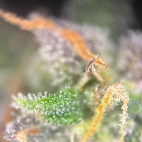 Runtz Auto growlog timeline photo