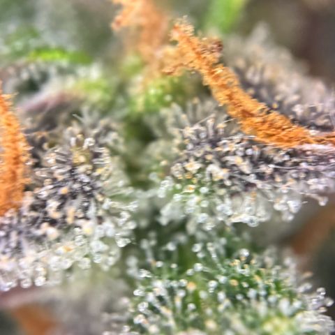 Runtz Auto growlog timeline photo