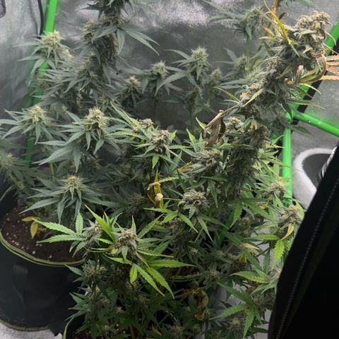 Runtz Auto growlog timeline photo