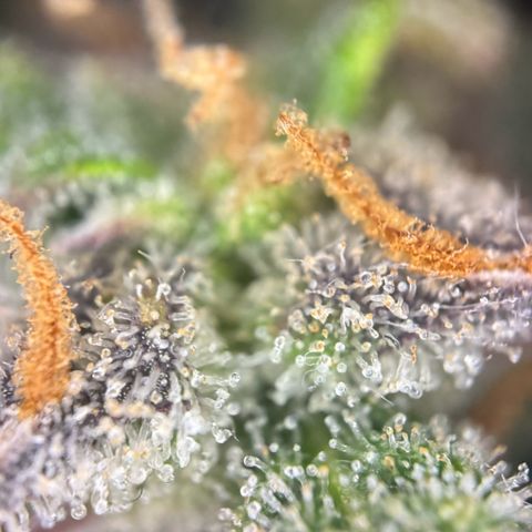 Runtz Auto growlog timeline photo