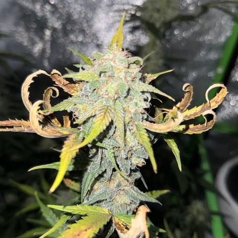 Runtz Auto growlog timeline photo