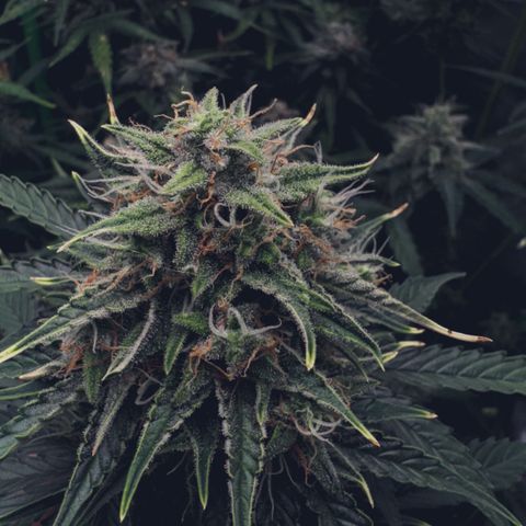 Runtz Auto growlog timeline photo