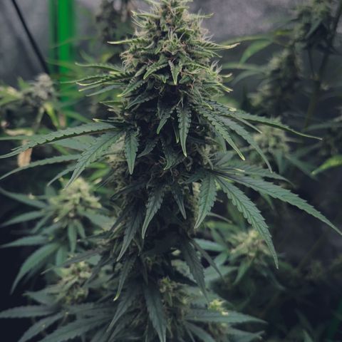Runtz Auto growlog timeline photo