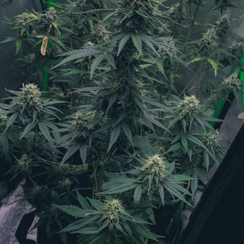 Runtz Auto growlog timeline photo
