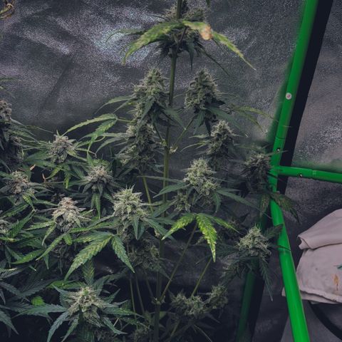 Fruit Punch Auto growlog timeline photo