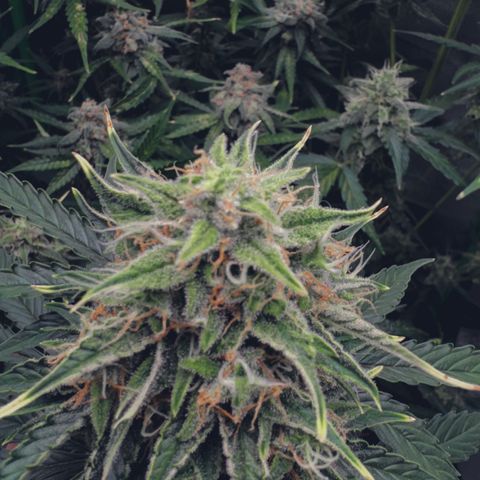 Runtz Auto growlog timeline photo
