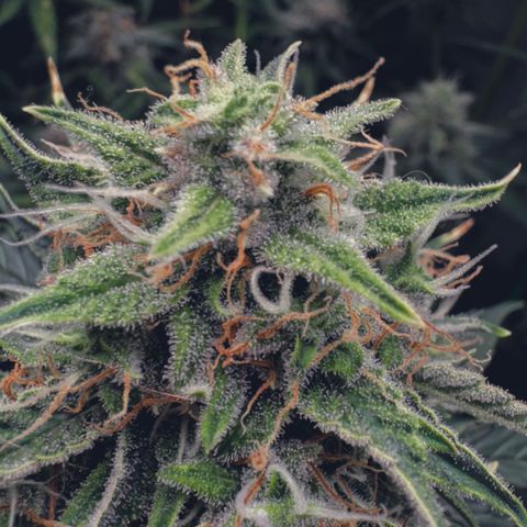 Runtz Auto growlog timeline photo