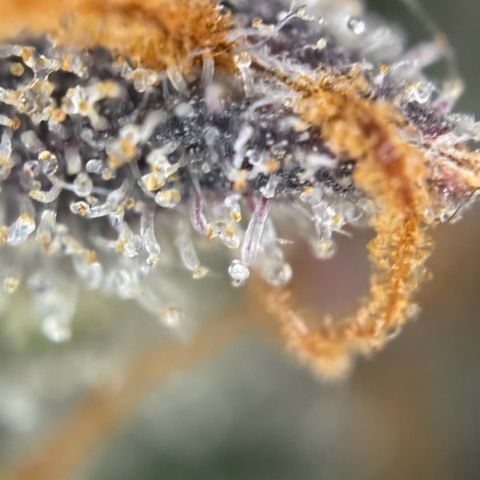 Runtz Auto growlog timeline photo
